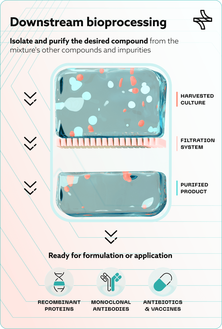 Infographic of the downstream bioprocessing workflow for recombinant proteins and antibodies &mdash; from cell culture harvest and filtration to final product purification.